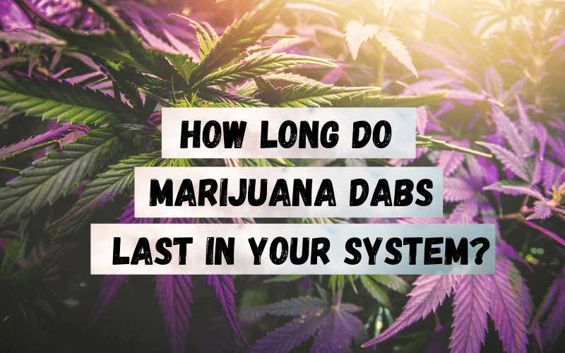 How-Long-do-Marijuana-Dabs-Last-in-Your-System-Los-Angeles